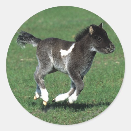 Miniatuur Foal Running Ronde Sticker (Voorkant)