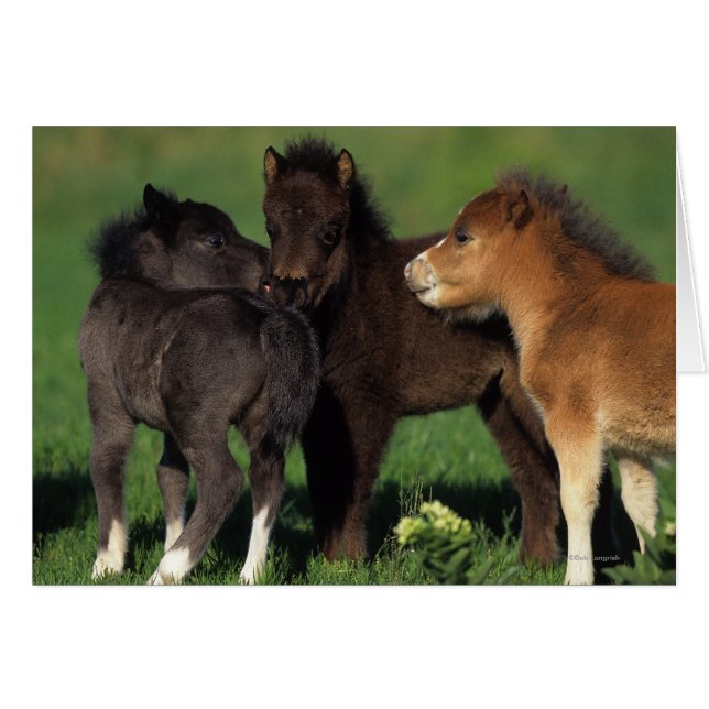 Miniatuur Foals 1 (Voorkant Horizontaal)