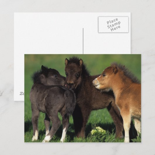 Miniatuur Foals 1 Briefkaart (Voorkant / Achterkant)