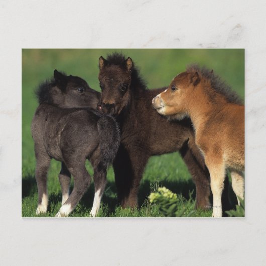 Miniatuur Foals 1 Briefkaart (Voorkant)