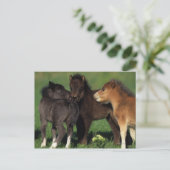 Miniatuur Foals 1 Briefkaart (Staand voorkant)