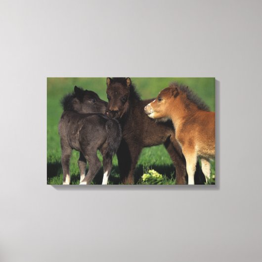 Miniatuur Foals 1 Canvas Afdruk (Voorkant)