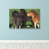 Miniatuur Foals 1 Canvas Afdruk (Insitu (Houten vloer))