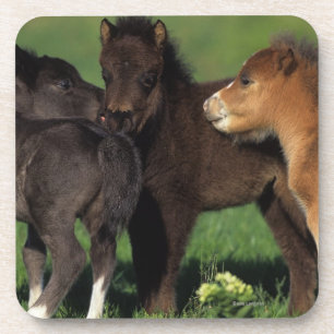 Miniatuur Foals 1 Drankjes Onderzetter
