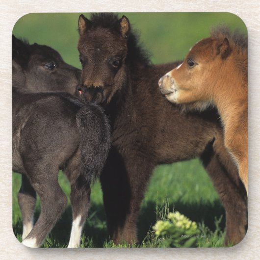 Miniatuur Foals 1 Drankjes Onderzetter (Voorkant)