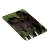 Miniatuur Foals 1 Magneet (Rechterzijde)