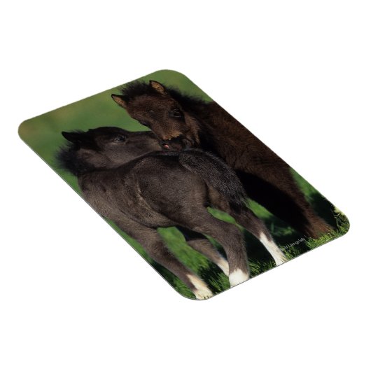 Miniatuur Foals 1 Magneet (Rechterzijde)