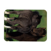 Miniatuur Foals 1 Magneet (Horizontaal)