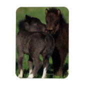 Miniatuur Foals 1 Magneet (Verticaal)