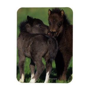 Miniatuur Foals 1 Magneet