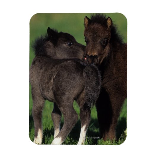 Miniatuur Foals 1 Magneet (Verticaal)
