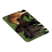 Miniatuur Foals 1 Magneet (Rechterzijde)