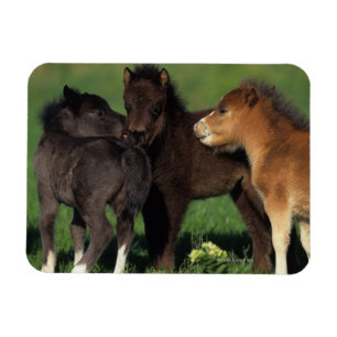 Miniatuur Foals 1 Magneet