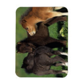 Miniatuur Foals 1 Magneet (Verticaal)