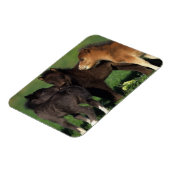 Miniatuur Foals 1 Magneet (Linkerzijde)