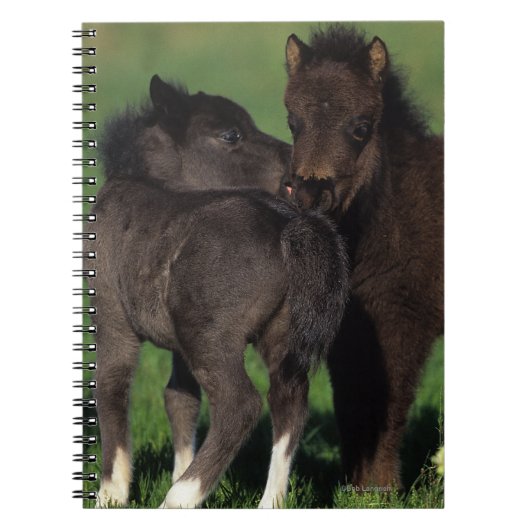 Miniatuur Foals 1 Notitieboek (Voorkant)