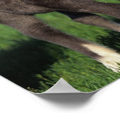 Miniatuur Foals 1 Poster (Hoek)