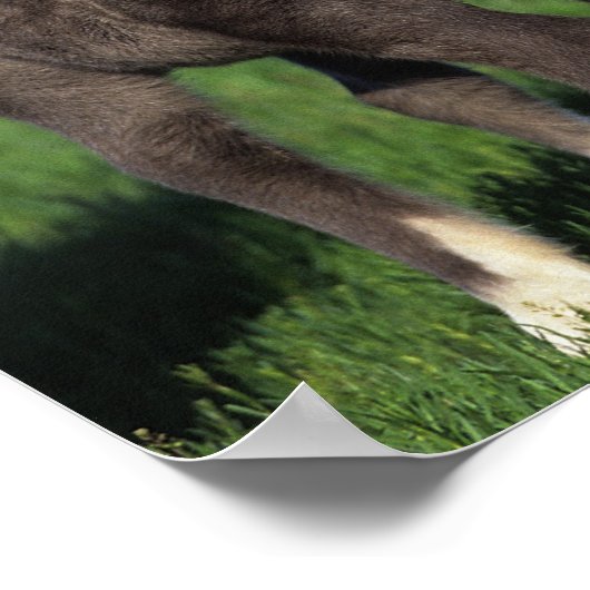 Miniatuur Foals 1 Poster (Hoek)