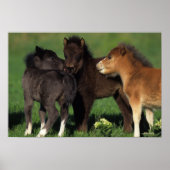 Miniatuur Foals 1 Poster (Voorkant)
