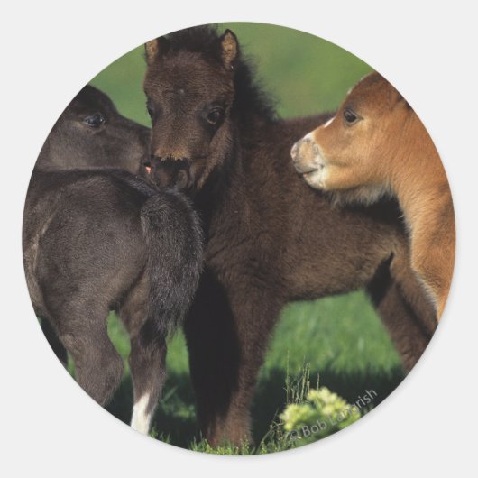Miniatuur Foals 1 Ronde Sticker (Voorkant)