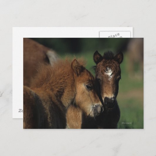 Miniatuur Foals 2 Briefkaart (Voorkant / Achterkant)
