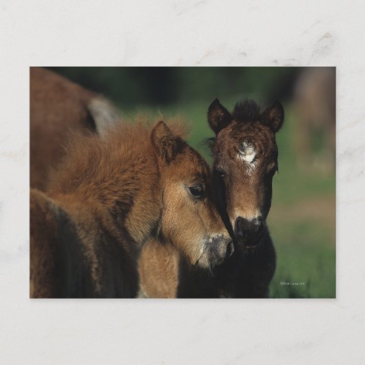 Miniatuur Foals 2 Briefkaart (Voorkant)