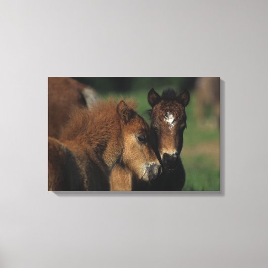 Miniatuur Foals 2 Canvas Afdruk (Voorkant)