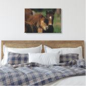 Miniatuur Foals 2 Canvas Afdruk (Insitu (Slaapkamer))