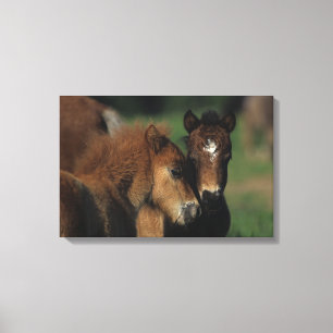 Miniatuur Foals 2 Canvas Afdruk