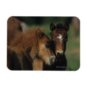 Miniatuur Foals 2 Magneet (Horizontaal)