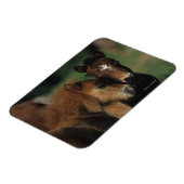 Miniatuur Foals 2 Magneet (Linkerzijde)