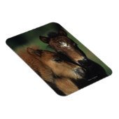 Miniatuur Foals 2 Magneet (Rechterzijde)