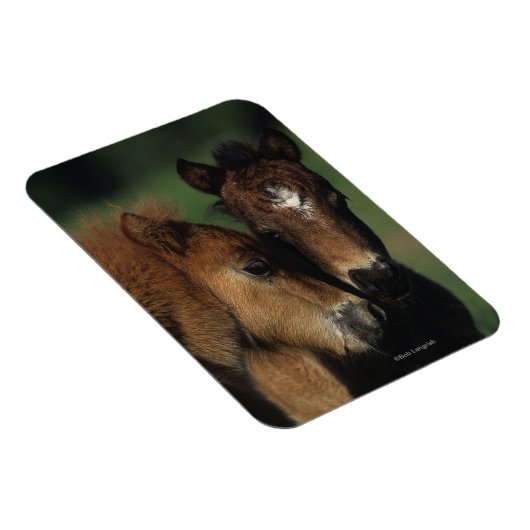 Miniatuur Foals 2 Magneet (Rechterzijde)