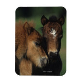 Miniatuur Foals 2 Magneet (Verticaal)
