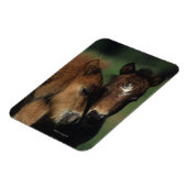 Miniatuur Foals 2 Magneet (Linkerzijde)