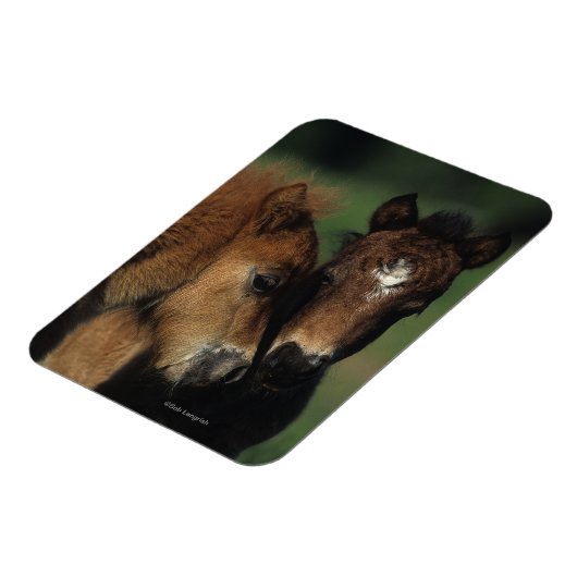 Miniatuur Foals 2 Magneet (Linkerzijde)