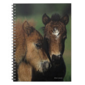 Miniatuur Foals 2 Notitieboek (Voorkant)