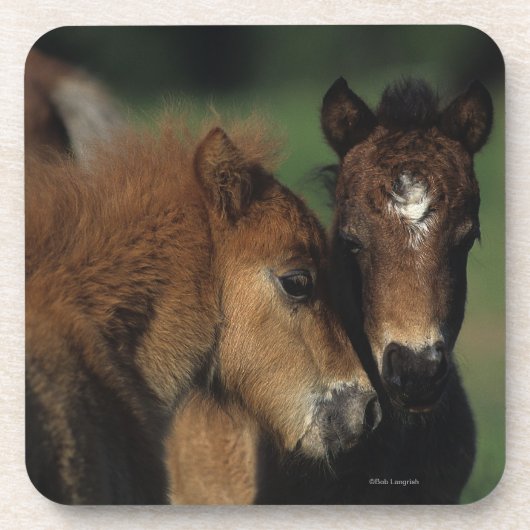 Miniatuur Foals 2 Onderzetter (Voorkant)