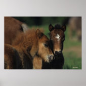 Miniatuur Foals 2 Poster (Voorkant)
