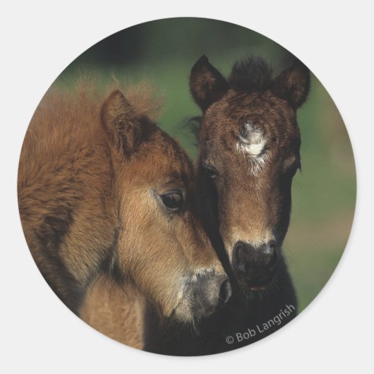 Miniatuur Foals 2 Ronde Sticker (Voorkant)