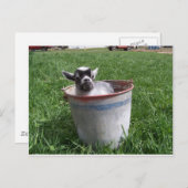 Miniatuur Goat in a Bucket Briefkaart (Voorkant / Achterkant)