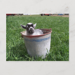 Miniatuur Goat in a Bucket Briefkaart