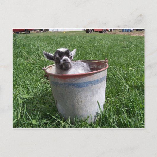 Miniatuur Goat in a Bucket Briefkaart (Voorkant)