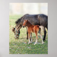 Miniatuur Horse Foal - Gepersonaliseerd Colt & Fil