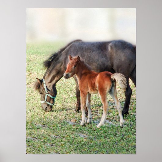 Miniatuur Horse Foal - Gepersonaliseerd Colt & Fil Poster (Voorkant)