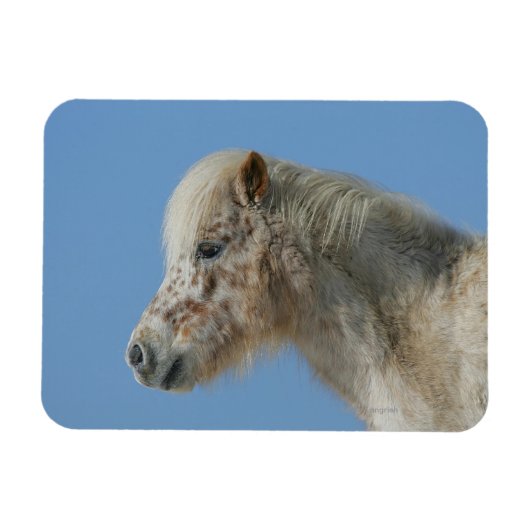 Miniatuur Horse Headshot Magneet (Horizontaal)