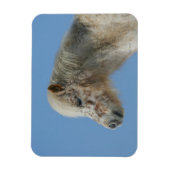Miniatuur Horse Headshot Magneet (Verticaal)