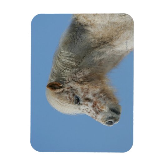 Miniatuur Horse Headshot Magneet (Verticaal)