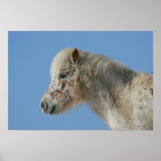 Miniatuur Horse Headshot Poster (Voorkant)