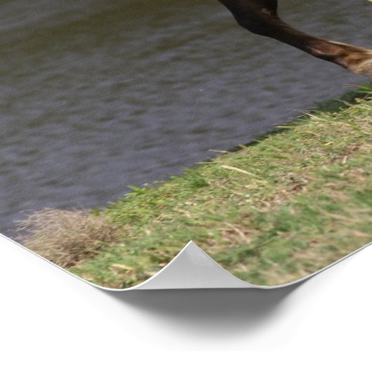 Miniatuur Mare en Foal Walking By Lake Poster (Hoek)